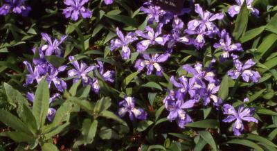 Flowers of Crested Iris